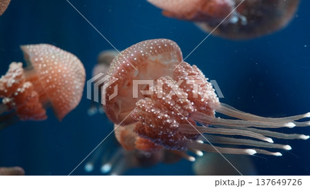 Spotted Jellyfish in Blue Water Marine Life Photography 137649726
