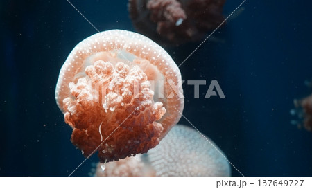 Australian Spotted Jellyfish in Aquarium Setting Australian Spotted Jellyfish in Aquarium Setting 137649727