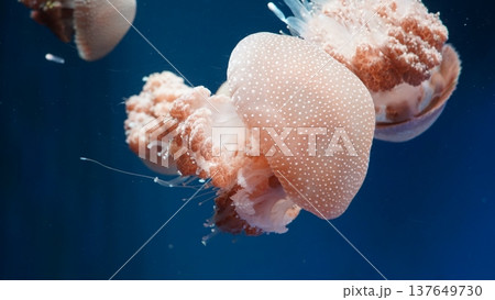Spotted Jellyfish in Deep Blue Water Photography 137649730