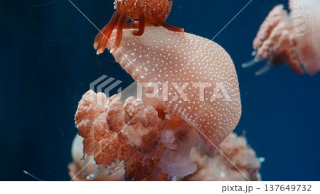 Spotted Jellyfish Underwater Wonders in Ocean 137649732