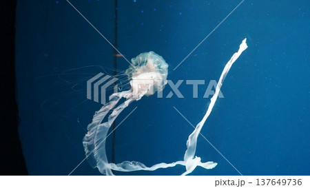 Floating Jellyfish Underwater in Blue Ocean Backdrop 137649736