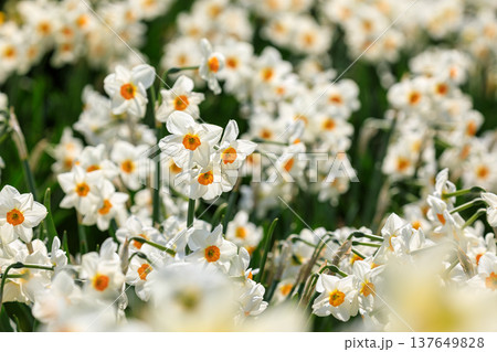 北海道洞爺湖町、春を告げる白いスイセン【5月】 北海道洞爺湖町、春を告げる白いスイセン【5月】 137649828