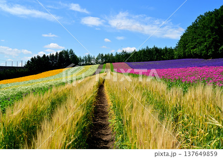 夏の富良野 ラベンダー園、大麦の穂 137649859