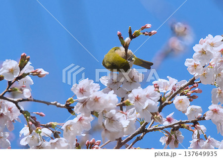 桜の蜜を吸うメジロ 137649935
