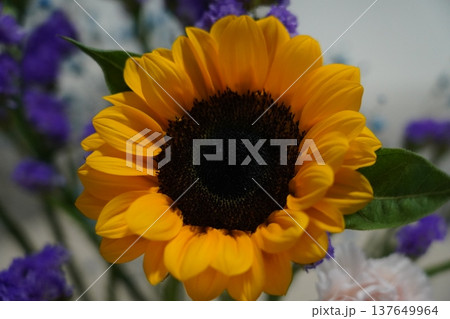 Close up of Bright Yellow Sunflower Bloom 137649964