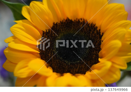 Close Up of a Vibrant Yellow Sunflower Bloom Close Up of a Vibrant Yellow Sunflower Bloom 137649966