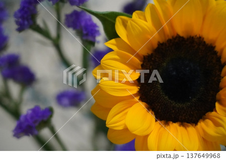 Beautiful Sunflower and Purple Flowers Still Life Beautiful Sunflower and Purple Flowers Still Life 137649968