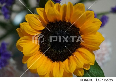 Close Up of a Vibrant Yellow Sunflower Bloom Close Up of a Vibrant Yellow Sunflower Bloom 137649969