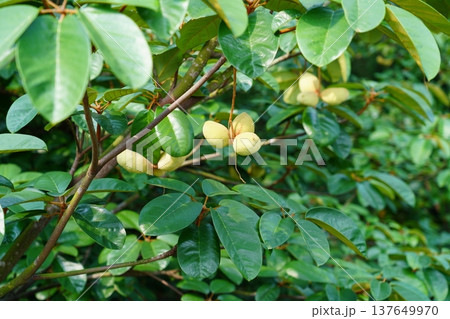 Velvet Apple Tree Fruits and Foliage Close Up Velvet Apple Tree Fruits and Foliage Close Up 137649970