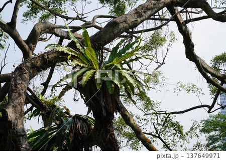 Bird's Nest Ferns Thriving on a Large Tree Bird's Nest Ferns Thriving on a Large Tree 137649971