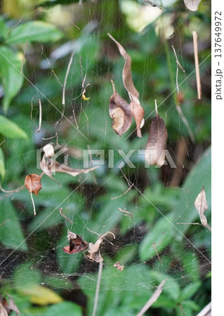 Spiderweb and Leaves Nature Scene Macro Photography 137649972
