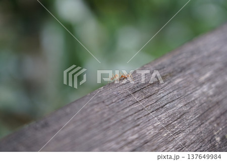 Weaver Ants on Wood Plank Close Up Photo Weaver Ants on Wood Plank Close Up Photo 137649984