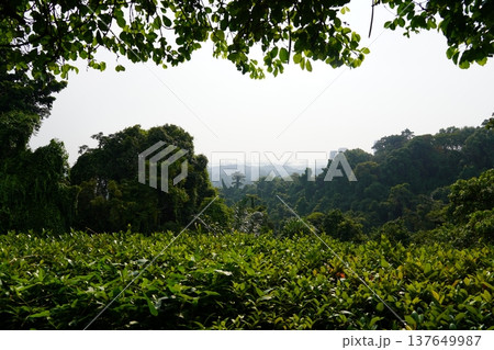 Lush Greenery Overlook Landscape Botanical Garden View Lush Greenery Overlook Landscape Botanical Garden View 137649987