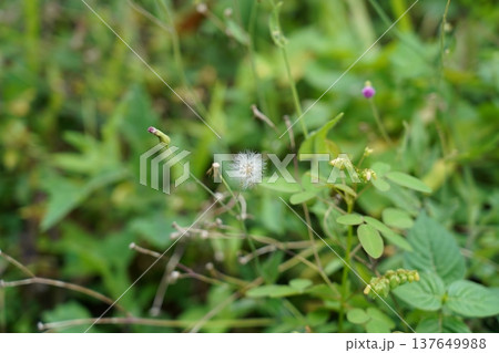 Closeup of a Pink Knotweed Flower and Dandelion Seed Head Closeup of a Pink Knotweed Flower and Dandelion Seed Head 137649988