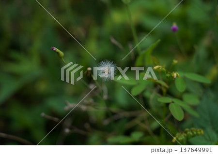 Dandelion Seed Head Among Greenery In Natural Setting Dandelion Seed Head Among Greenery In Natural Setting 137649991