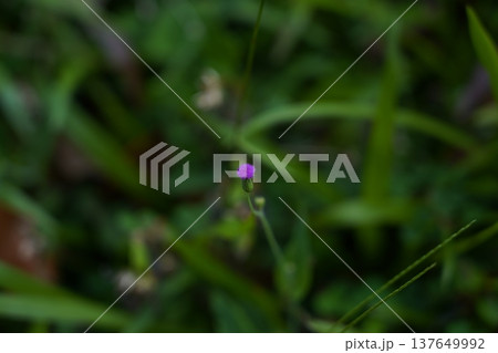 Little Purple Flower in Greenery Field Little Purple Flower in Greenery Field 137649992