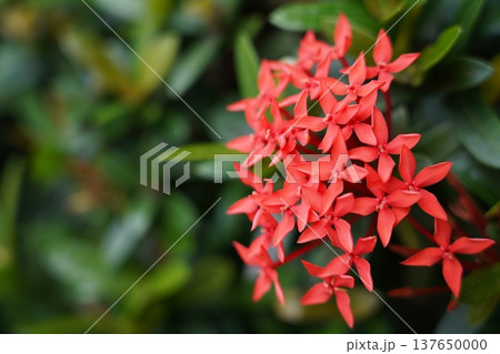 Beautiful Ixora Flowers Red Blooms 137650000