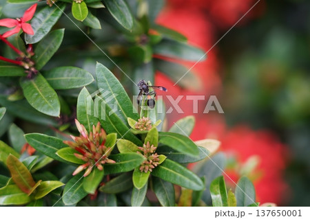 Ixora Flowers and Wasp in Natural Light Ixora Flowers and Wasp in Natural Light 137650001