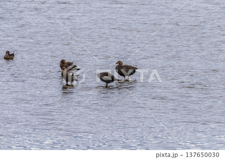 Upland Geese in Punta Arenas 137650030