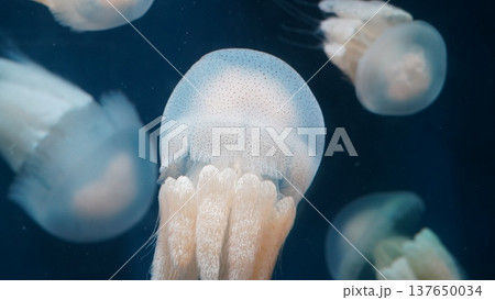 Cauliflower Jellyfish in Dark Blue Ocean Waters 137650034