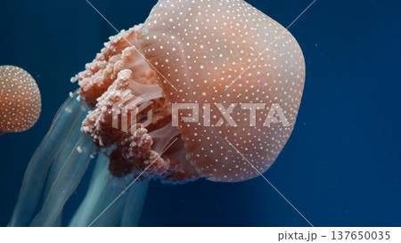 Phyllorhiza punctata Jellyfish in Deep Blue Water 137650035