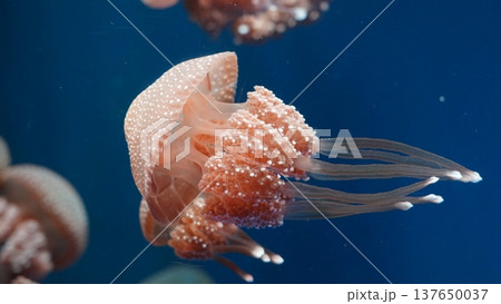 Australian Spotted Jellyfish in Blue Water 137650037