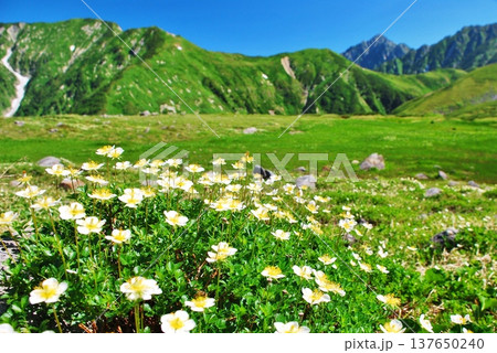 チングルマの花咲く夏の立山アルパイン チングルマの花咲く夏の立山アルパイン 137650240