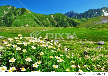 チングルマの花咲く夏の立山アルパイン チングルマの花咲く夏の立山アルパイン 137650241