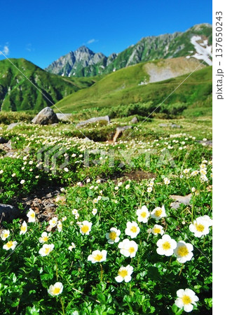 チングルマの花咲く夏の立山アルパイン チングルマの花咲く夏の立山アルパイン 137650243
