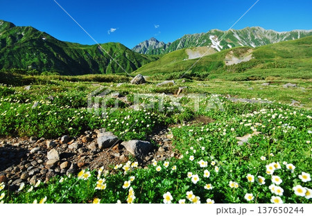 チングルマの花咲く夏の立山アルパイン チングルマの花咲く夏の立山アルパイン 137650244
