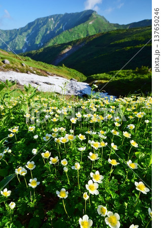 チングルマの花咲く夏の立山アルパイン チングルマの花咲く夏の立山アルパイン 137650246