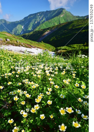 チングルマの花咲く夏の立山アルパイン 137650249