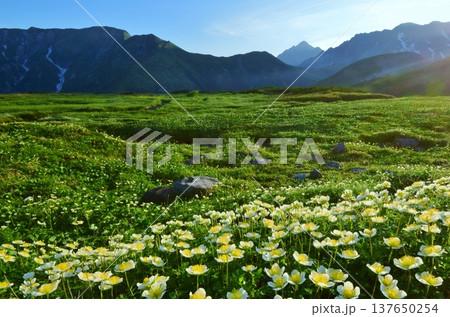チングルマの花咲く夏の立山アルパイン チングルマの花咲く夏の立山アルパイン 137650254