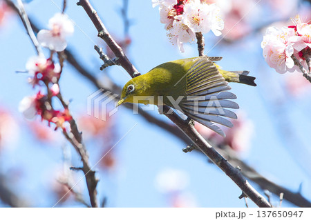 梅の花の蜜を吸うメジロ 137650947