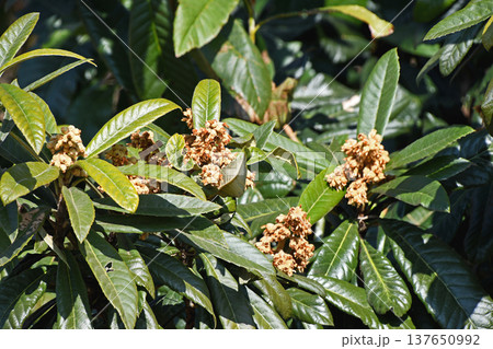 ビワの木 137650992