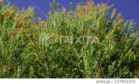 Melaleuca bracteata macro leaves small world Melaleuca bracteata macro leaves small world 137651072