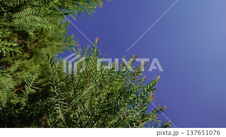 Melaleuca bracteata macro leaves small world Melaleuca bracteata macro leaves small world 137651076