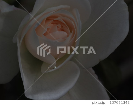 冬のバラ園で輝く淡いピンクの薔薇と一滴の雫 137651342