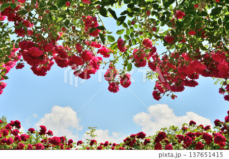 満開のバラの花トンネルと春の青空 137651415