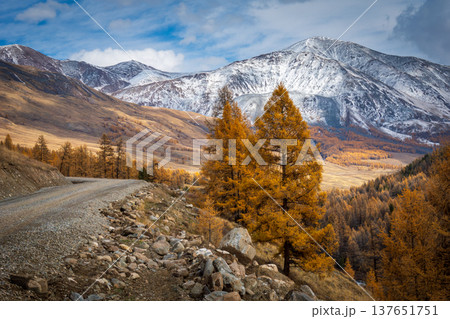 Autumn mountain road with golden larch trees and snow capped peaks in valley Autumn mountain road with golden larch trees and snow capped peaks in valley 137651751