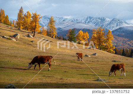 Cows grazing on autumn meadow with golden larch trees and snow capped mountains 137651752