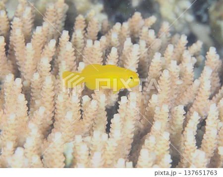 キイロサンゴハゼ 137651763