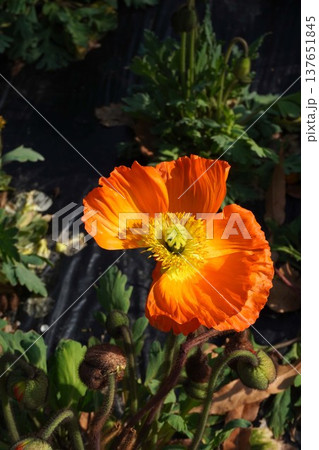 アイスランドポピーの花・2026年3月 アイスランドポピーの花・2026年3月 137651845