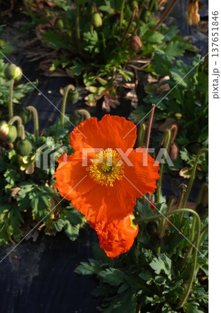 アイスランドポピーの花・2026年3月 137651846