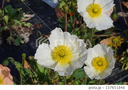 アイスランドポピーの花・2026年3月 アイスランドポピーの花・2026年3月 137651848