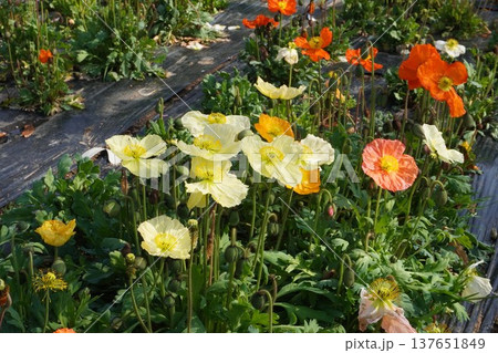 アイスランドポピーの花・2026年3月 アイスランドポピーの花・2026年3月 137651849