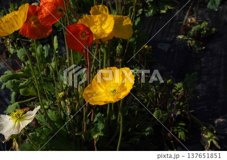 アイスランドポピーの花・2026年3月 アイスランドポピーの花・2026年3月 137651851