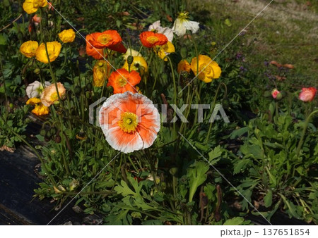 アイスランドポピーの花・2026年3月 137651854