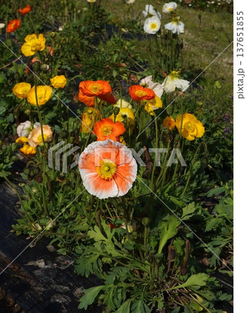 アイスランドポピーの花・2026年3月 137651855