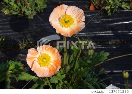 アイスランドポピーの花・2026年3月 137651856